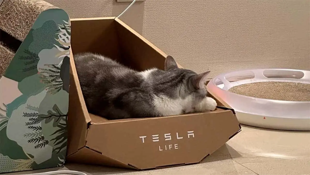 Gato durmiendo en la caja de cart&oacute;n Tesla