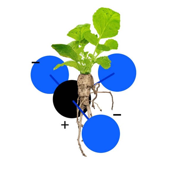 Modelar-Madre-Naturaleza-alimentar-ciudadanía-reduccion-emisiones-carbono_IBM-5-in-5
