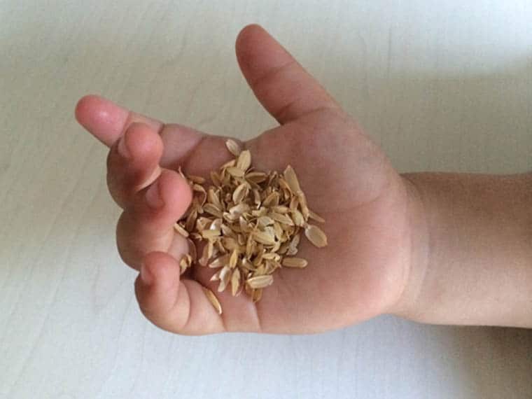cascara-arroz_oryzite
