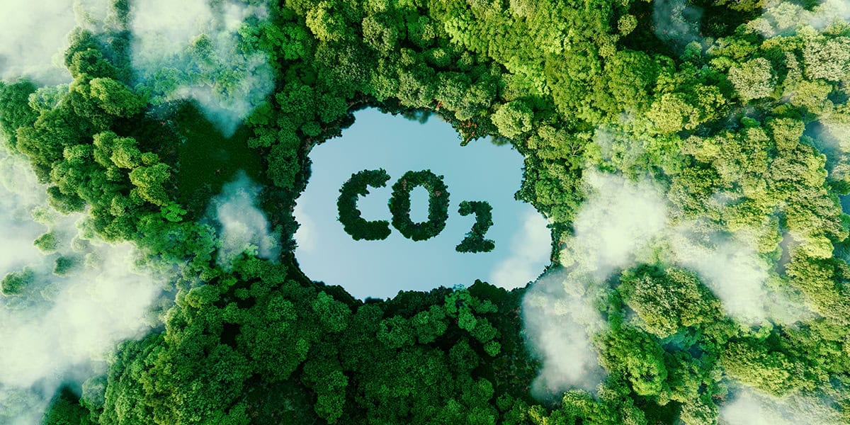 Palabra-CO2_bosque